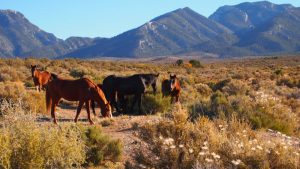 Cold Creek Wild Horses