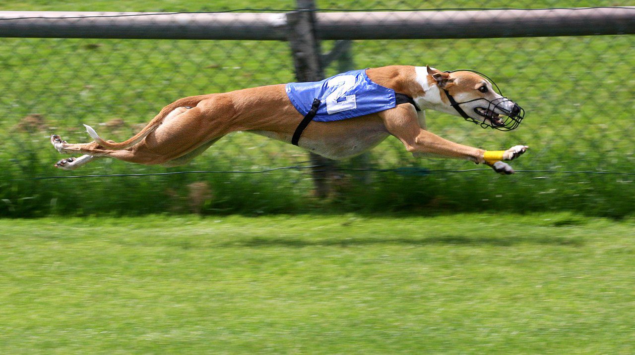UK government rejects calls to ban greyhound racing